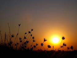 Quelle: pixabay.com / AdinaVoicu, https://pixabay.com/de/photos/auferstanden-sonne-flora-rot-861213/ Blumen im Gegenlicht beim Sonnenuntergang