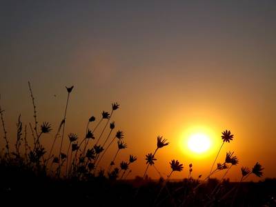 Blumen im Gegenlicht beim Sonnenuntergang